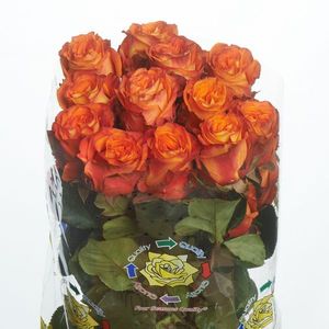ROSE CARELESS WHISPER 40
